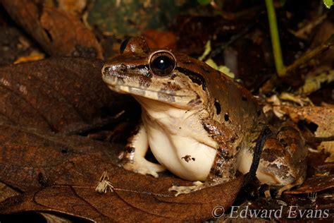 Giant River Frog Limnonectes Leporinus Location Poring Flickr