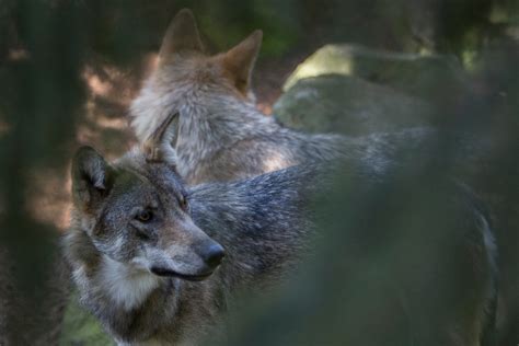 Tre ansökningar om skyddsjakt på varg Psykiskt lidande Svensk Jakt