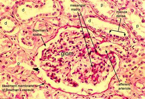 Histology at SIU