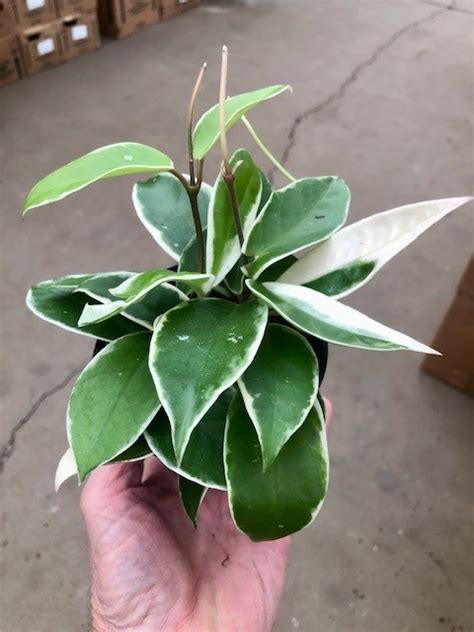 .4″ Hoya Carnosa – Tri State Foliage In-House Availability