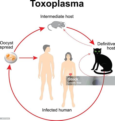 Ilustración De Ciclo De Vida De Toxoplasma Gondii Y Más Vectores Libres De Derechos De