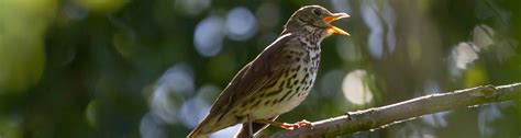 Bird Guide: Song Thrush - Advice – Peckish UK