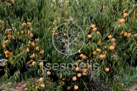 Helen Clingstone Peach Variety - Tsesmelis Fruit & Nut Nursery - Greece