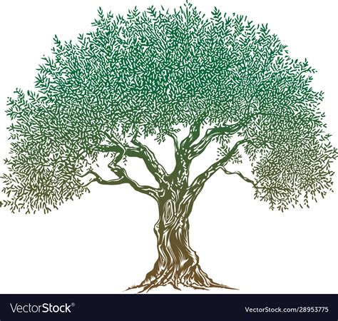 Olive tree Royalty Free Vector Image - VectorStock