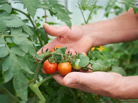 Jhulsa In Tamato Rain Broke Farmers Back Tomato Crops Got Jhulasa Disease Jhulsa In Tamato