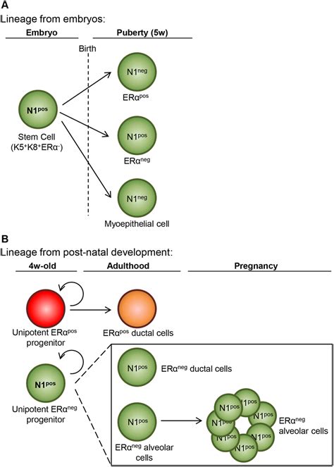 Proposed Model For Luminal Cell Hierarchy During Mammary Gland