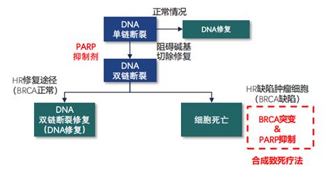 卵巢癌治疗热门药物：parp抑制剂的作用机理解析摩熵医药原药融云