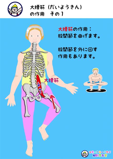 大腰筋（だいようきん）の作用 その1｜世界一ゆる～い解剖学教室 Anatomy Yogaリアル解剖学教室