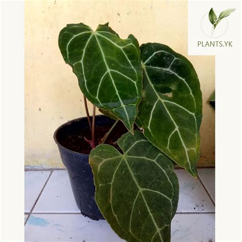 Jual Tanaman Hias Anthurium Crystallinum Kuping Gajah Shopee Indonesia