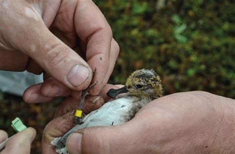 Why is bird ringing so important? - WWT