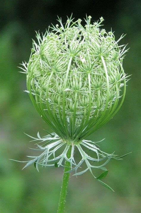 Queen Annes Lace Symbolism And Meaning Symbol Sage