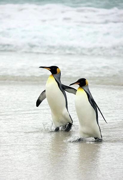 King Penguins Aptenodytes Patagonicus Our Beautiful Pictures Are