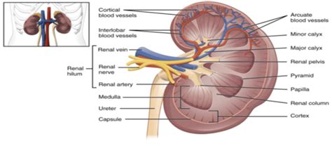 Clinmed Ii Renal Flashcards Quizlet