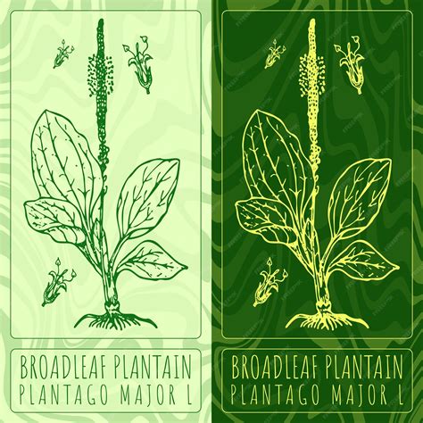 Dibujos Vectoriales Plátano De Hoja Ancha Ilustración Dibujada A Mano Nombre Latino Plantago