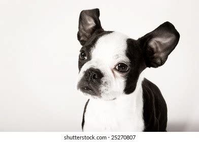 Black White Boston Terrier Puppy Dog Stock Photo 25270807 | Shutterstock