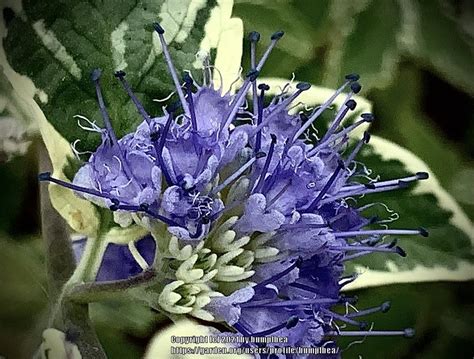 Photo Of The Bloom Of Bluebeard Caryopteris X Clandonensis White