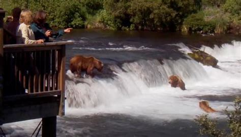 Alaska Wildlife Viewing | Travel Alaska