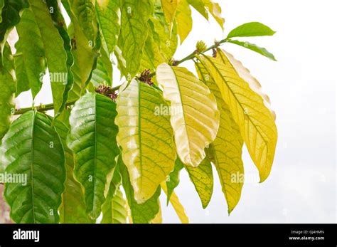 Fresh tobacco leaves Stock Photo - Alamy