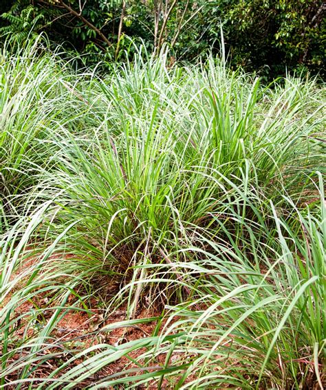 9 scents that deter mosquitoes: expert pest advice | Homes and Gardens