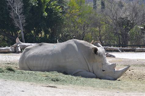 Rhino Balta Sodas Medis Gamta Nemokamos Nuotraukos Mediakatalogas Lt