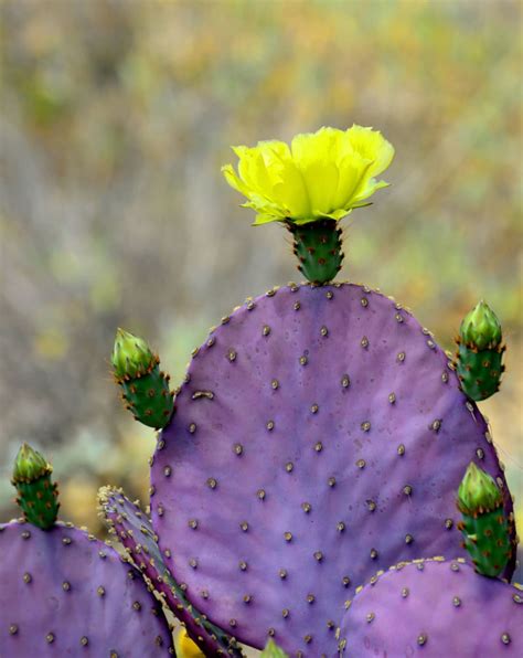 Purple Prickly Pear Cactus Seeds 50 Seeds Ships From - Etsy