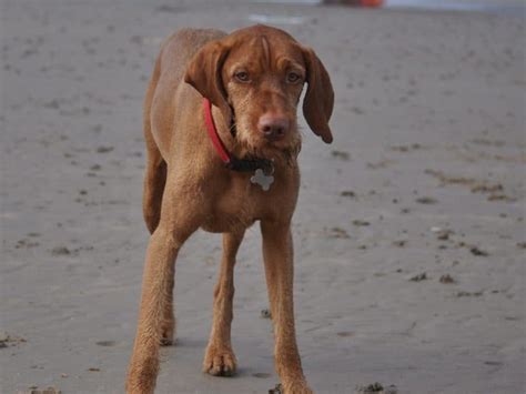 Unfassbar S E Labrador Hnliche Rassen Mit Bildern