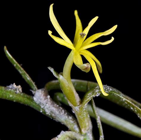 Heteranthera Dubia Alchetron The Free Social Encyclopedia