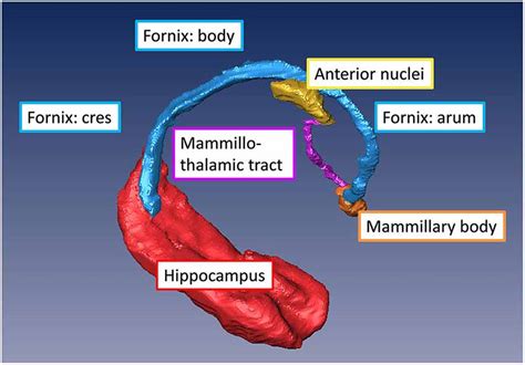 Frontiers In Vivo Magnetic Resonance Imaging Of The Human Limbic