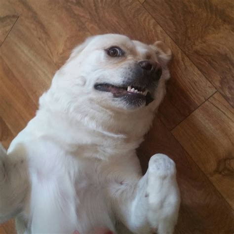 25 Perros Que Son Expertos Para Tomarse Selfies