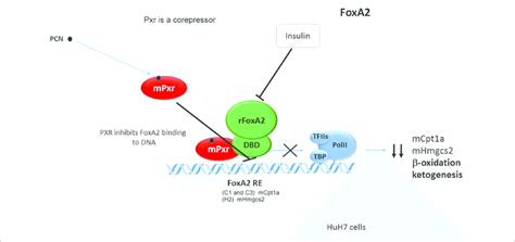 Pregnane X Receptor Cross Talks With The Foxa To Repress The