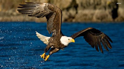 Eagle Hd Wallpapers P