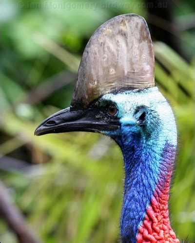 Southern Cassowary Photo Image 22 Of 25 By Ian Montgomery At Au