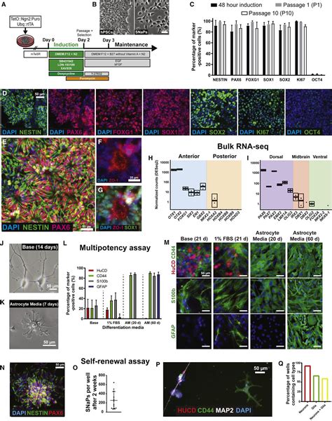 Neural Progenitor Cell Village Reveals Natural Variation Creative