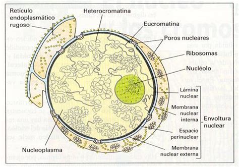 El N Cleo Organizaci N De La Cromatina Y Conservaci N De La