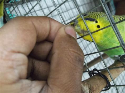 Budgies Budgerigar Badrika Pet Bird In Kolkata Photoshoot Of Maddy