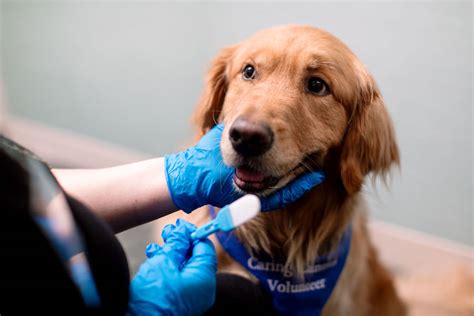 New Study Shows Therapy Dogs Benefit From Their Jobs