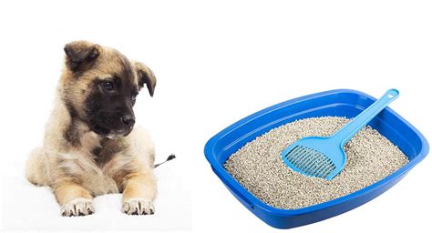 Dog Litter Box – Does Your Pup Need One? Will Your Dog Use One?