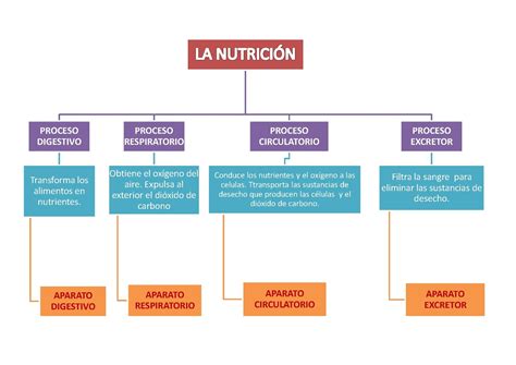 Caj N De Primaria Naturales Tema Las Funciones Vitales La