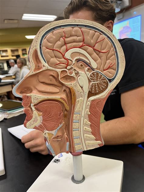 Model Of Midsagittal Head Diagram Quizlet