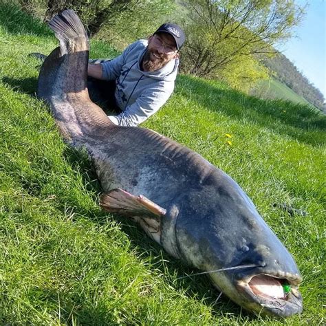 Animaux Le silure ce mastodonte qui règne dans nos rivières au grand