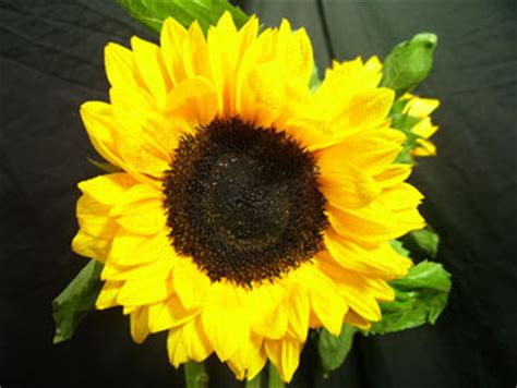 Sunbright Sunflower