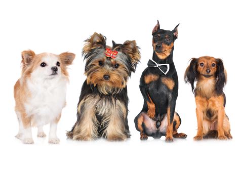 Breeders are debating the best images of yorkshire terrier dogs 16
