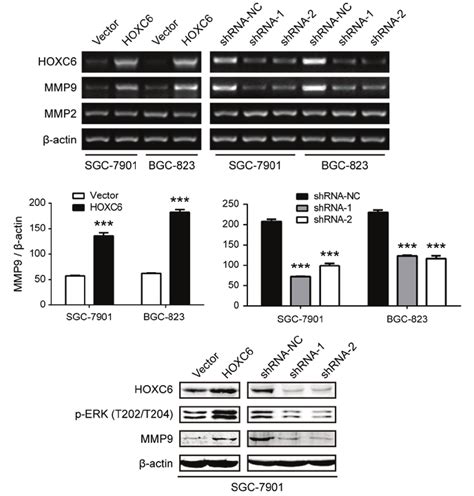 Hoxc6 Promotes Expression Of Mmp9 By Enhancing Erk Activation A