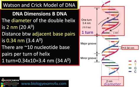 10 Salient Features Of Dna Double Helix Model Of Watson And Crick 1953