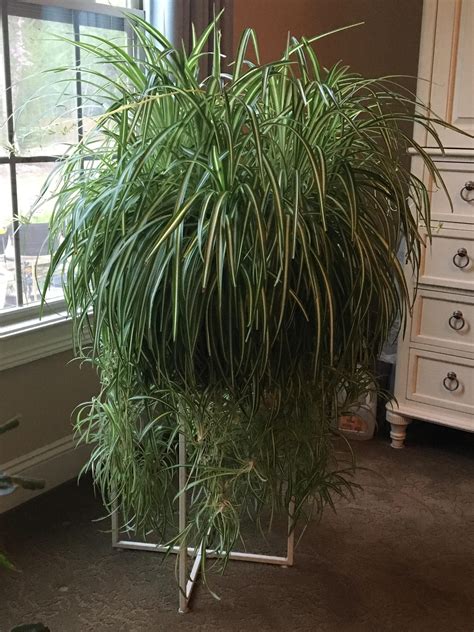 Spider Plant Stand for Indoor Decoration