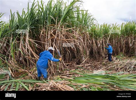 Sugar cane harvest, local men manually reaping sugar cane, Reunion ...