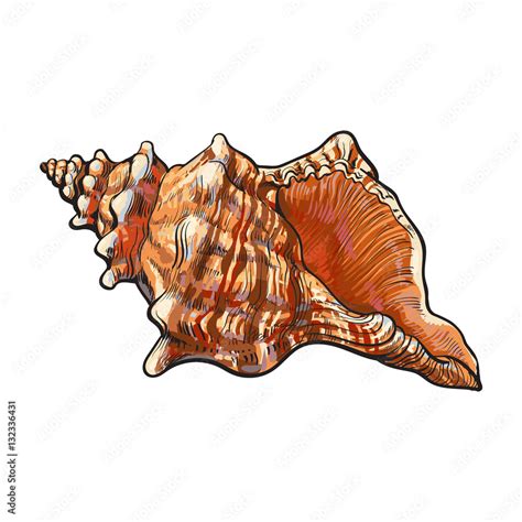 Colorful Spiral Conch Sea Shell Sketch Style Vector Illustration