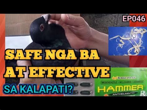 Paano Gamitin Ang Hammer Pampurga Sa Kalapati Safe Ba Tipid Tips