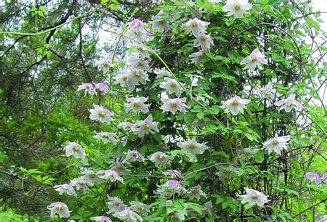 Klematis Clematis ’Propertius’ | Sveriges Trädgårdsmästare