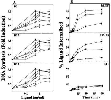 Differential Endocytic Routing Of Homo‐ And Hetero‐dimeric Erbb Tyrosine Kinases Confers